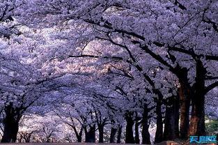 樱花校园最新皮肤爆料,浪漫绽放,青春校园风来袭 第3张 樱花校园最新皮肤爆料,浪漫绽放,青春校园风来袭 第3张